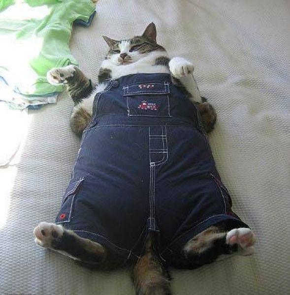 cat in clothes  Nairobitokelezea\u002639;s Blog